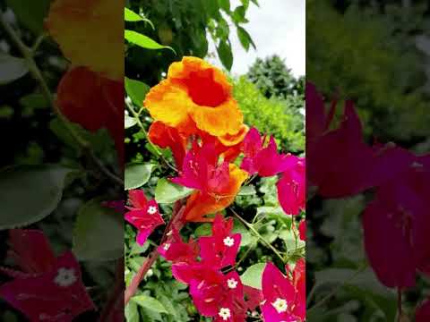 Flower|beauty # #music #song #bollywood #shortsfeed #ytshorts #love