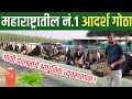 आधुनिक गाय पालन व्यवसाय | Cow Farming In Maharashtra | How to start Cow Farm | U