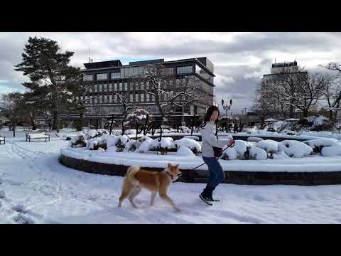 北秋田エリアPR動画 #Akitainu #Akitadog #秋田犬 #大館市 #北秋田市 #小坂町 #上小阿仁村 #Akita #Japanesedog