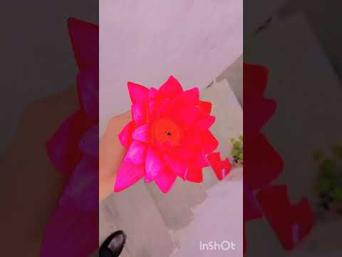 beutiful photos of flowers 🌺