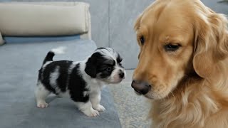 O que o Golden Retriever faz ao conhecer um filhote pequeno pela primeira vez?