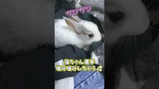 【悶絶】生後1ヶ月の子うさぎが小さすぎて尊い…🐰 #shorts
