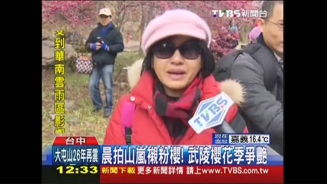 晨拍山嵐襯粉櫻 武陵櫻花季爭艷