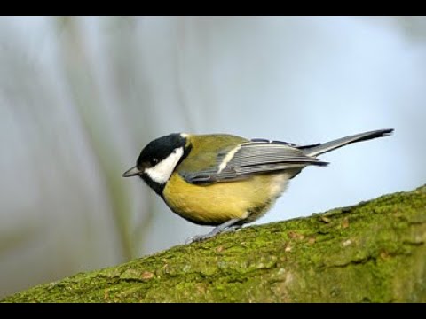 Great Tit 1h bird sound