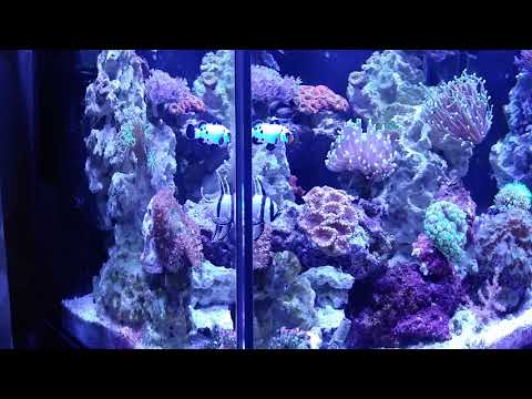 Coral reef aquarium