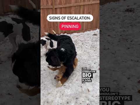 Big vs small dog play. Good vs bad. Dog training & psychology. Off leash. #dogtraining #doglover