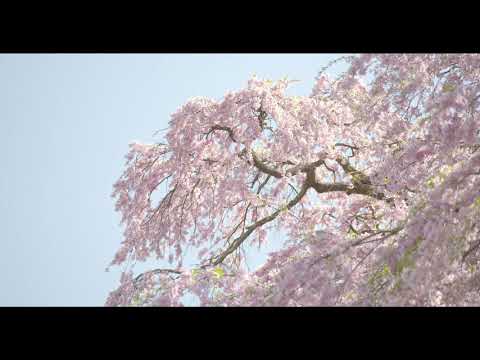 紅枝垂地蔵ザクラ