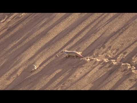 Scincus mitranus on dune in Wahiba Sands, Oman