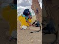 Dining with a Monkey: A Unique Adventure at Kilimanjaro