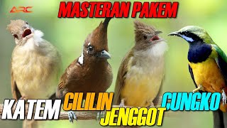 Download lagu MASTERAN CUNGKO - KAPAS TEMBAK - CUCAK JENGGOT - CILILIN mp3