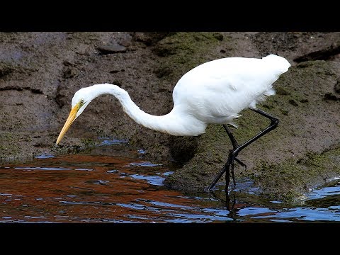 Eastern Great Egret (Ardea modesta)