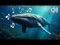 10 HOURS of WHALE SOUNDS | WHALE SONG