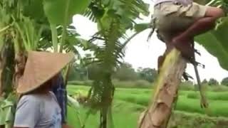Download lagu Vidio lucu bahasa sunda mp3