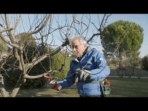 3 Consigli per potare il melo! 🍎🌳