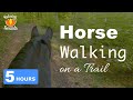 5 Hour Relaxing Horse Riding Sounds Sound Of Horse Hooves For Sleep Relaxation Meditation