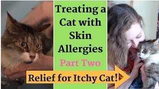 Relief for Itchy Cat! Treating Skin Allergies - Home Remedies