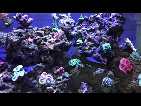 Valentini Puffer Reef Safe?