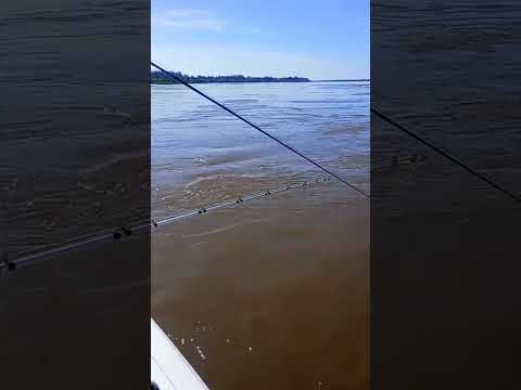 QUÉ DORADOS HAY EN PUERTO YERUA!.#pesca #fishing #fish #rio #pez #dorados #dorado #amigos #lancha