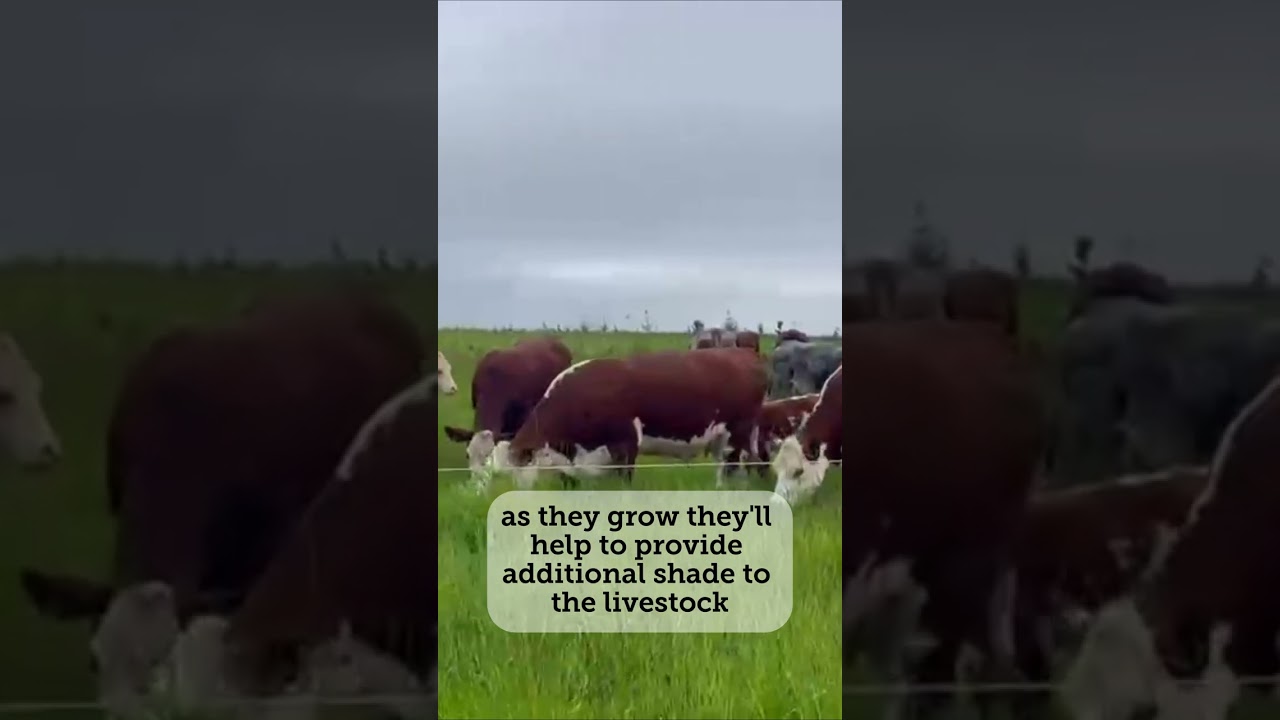 Transforming an arable field into a haven for grassland wildlife with mob grazing and agroforestry