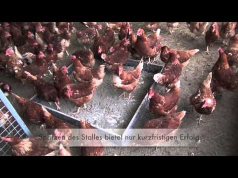 Cumbasil Mite Mineralpulver zum Schutz vor roter Vogelmilbe