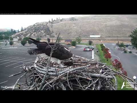 Iris Visits Hellgate Osprey Nest, Removes Large Branch – August 16, 2017