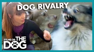 Sibling Rivalry With Dogs