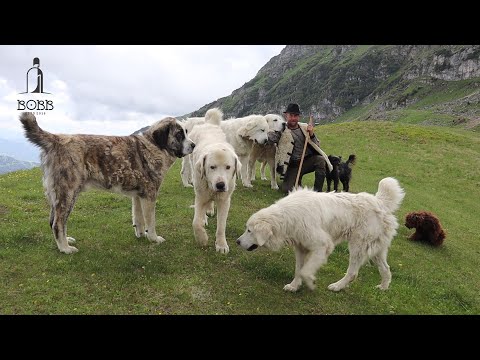 , title : 'Câini ciobănești BĂRBAȚI (URIAȘI) și peste 1000 de oi BĂLE în vârf de MUNTE a lui Bambu SUPER VIDEO'