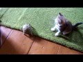 Котенок и Черепаха (video_026.wmv) [HD] 