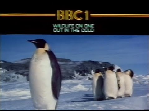 Thursday 5th February 1981 BBC1 - Wildlife On One - Russell Harty - Partners - Rare Recording