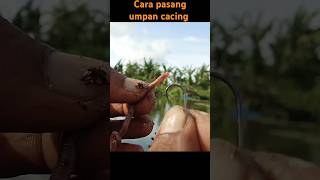 Download lagu cara pasang umpan cacing buat mancing nila liar mp3