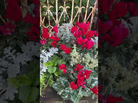 bacs-fleurs-ciment-porte-entrée bacs à fleurs