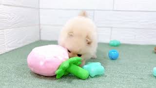 ポメラニアンの動画01