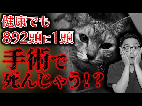メス猫の去勢後の危険信号