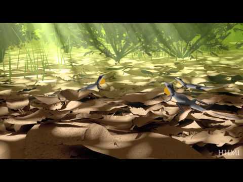 Changes in Dewlaps and Reproductive Isolation — HHMI BioInteractive Video