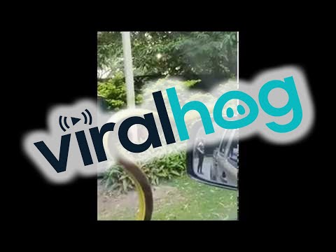 أفعى تهاجم سيارة وتخيف عائلة