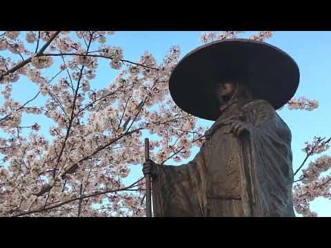 ふじさき桜スポット〜唐糸御前史跡公園