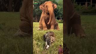 Download lagu Gajah mengamuk ketika di datangi Macan Tutul #animals #gajah #macantutul mp3