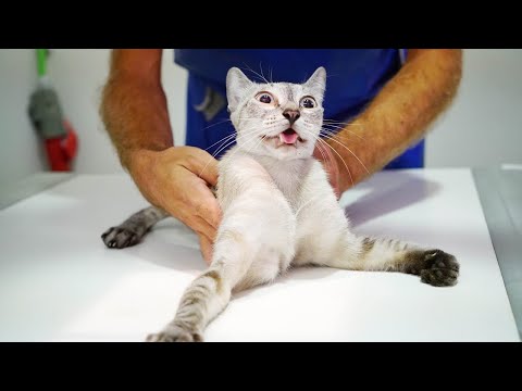 Cat thrown from a roof has two broken legs and is left to die... ANOTHER AMAZING RESCUE!