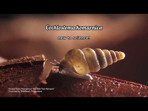 a snail species new to science, discovered in the Komarnica ...