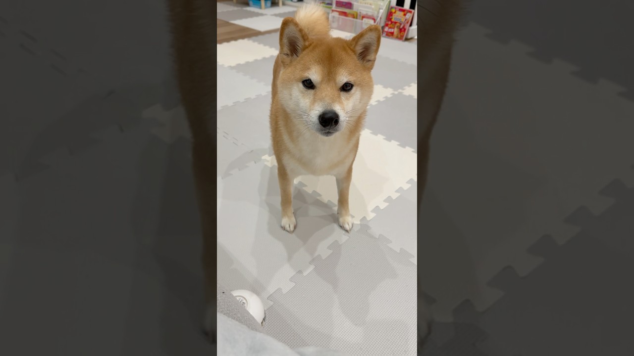 毎日おかわり希望 #柴犬 #犬 #豆柴 #おかわり