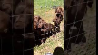 Video preview image #1 Labmaraner-Weimaraner Mix Puppy For Sale in WILDWOOD, FL, USA