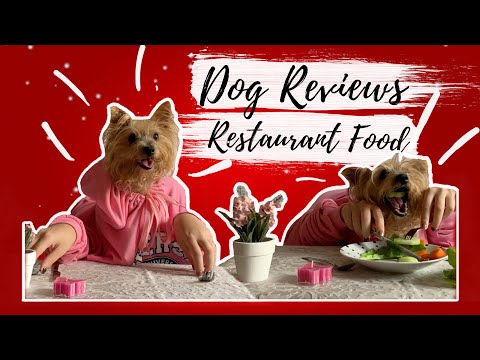 Dog reviews restaurant food || Princesa Gomes 😂