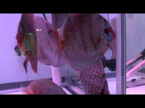 May Cobalts Piwowarski