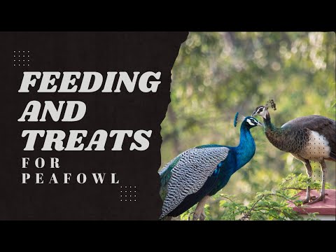 Feeding and treats for Peafowl to Support Longevity and Health