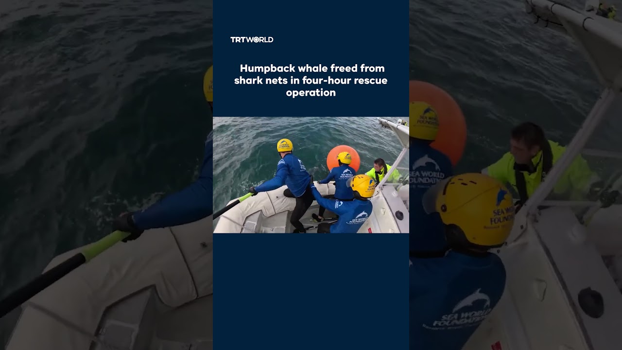 Australia rescues humpback whale entangled in shark-control nets