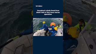 Australia rescues humpback whale entangled in shark-control nets