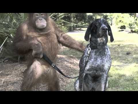 The Laughrica Project - Clean Humor | Volume 4