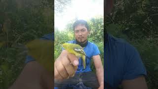 Download lagu Sirpu bird / cipow / sirtu.. mp3 Download lagu Sirpu bird / cipow / sirtu.. mp3