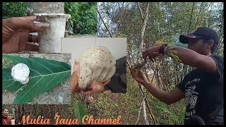 Download lagu Proses pembuatan pulut dari getah pohon sukun yang super lengket dan tidak merusak buluh burung. mp3 Download lagu Proses pembuatan pulut dari getah pohon sukun yang super lengket dan tidak merusak buluh burung. mp3
