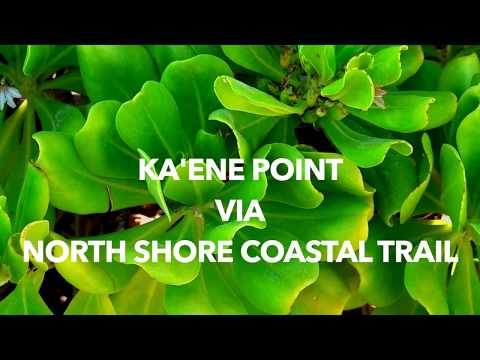 Ka'ena Point June 2020 - An Oahu Landmark and bird sanctuary